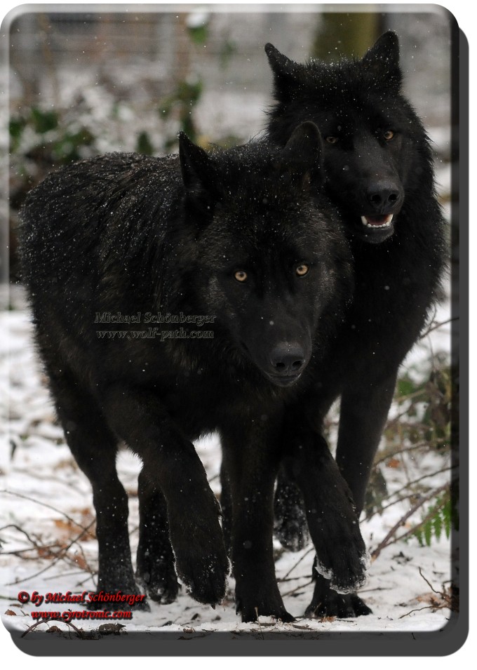 Kanadische Wölfe Guido und Carlo